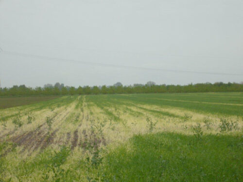 następstwo herbicydów, substancje czynne, chlomazon, herbicydy, wymarznięty rzepak, uprawa, dobór gatunków