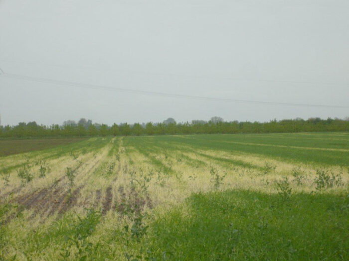 następstwo herbicydów, substancje czynne, chlomazon, herbicydy, wymarznięty rzepak, uprawa, dobór gatunków
