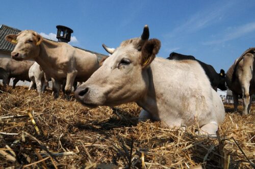 handel mięsem, wołowina, wieprzowina, drób