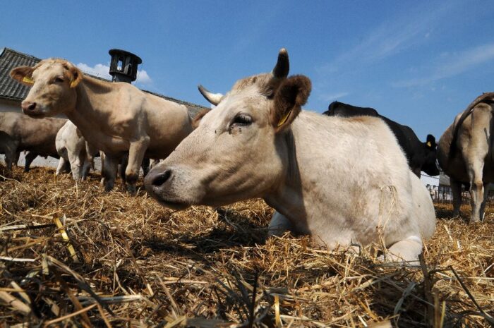 handel mięsem, wołowina, wieprzowina, drób