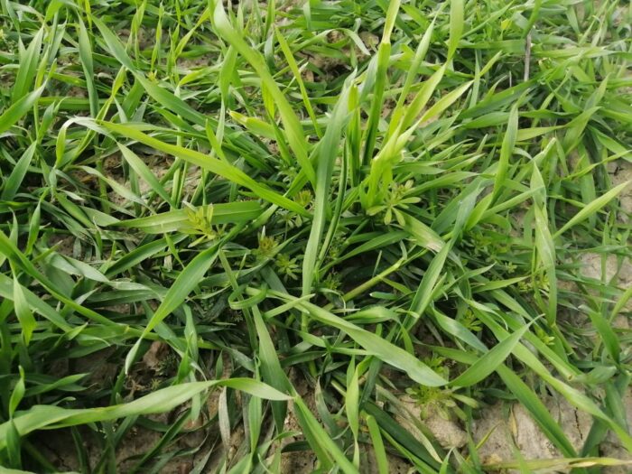 nowe herbicydy, nowości herbicydowe na 2020 rok, Arylex, 2,4-D, jodosulfuron metylosodowy, ochrona zbóż, odchwaszczanie