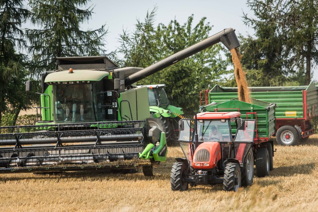 produkcja zbóż na świecie, zużycie zbóż, Międzynarodowa Rada Zbożowa