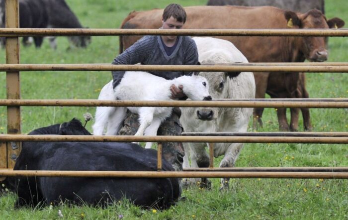 antybiotyki w leczeniu zwierząt, weterynaria