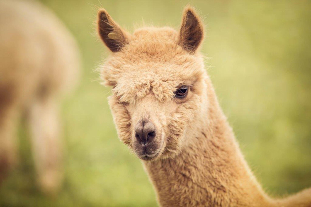 alpaki, hodowla alpaków, żywienie alpaków, opłacalność hodowli alpaków