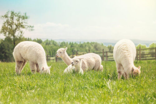 hodowla, alpak, żywienie alpak, opłacalność produkcji alpak, alpaki