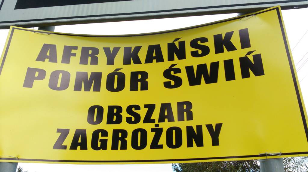 asf, ognisko asf, trzoda chlewna, weterynaria