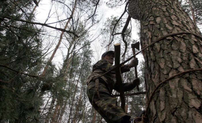 pszczoły, bartnictwo, Podlaskie, dzikie pszczoły, przyroda, Lasy Państwowe