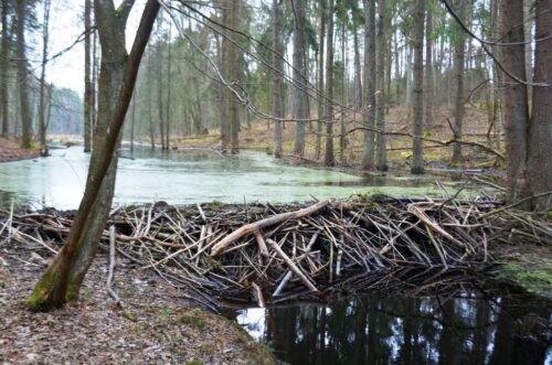 bóbr, działalność bobrów, warma i mazury, tomasz michalski, powiat szczycieński