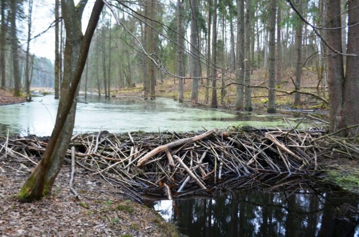 bóbr, działalność bobrów, warma i mazury, tomasz michalski, powiat szczycieński