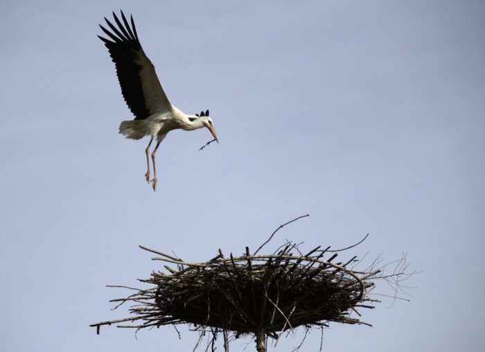 bocian, jaskóła, ornitolog, podkarpacie, marian stój