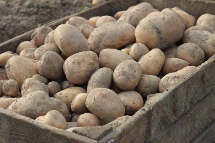 projekt rozporządzenia, prawo, piorin, opłata, próbki, badanie, ziemniaki