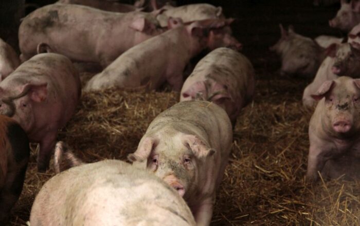 produkty roślinne, produkty zwierzęce, gus, ceny produktów rolnych, ceny w skupie, ceny na targowiskach