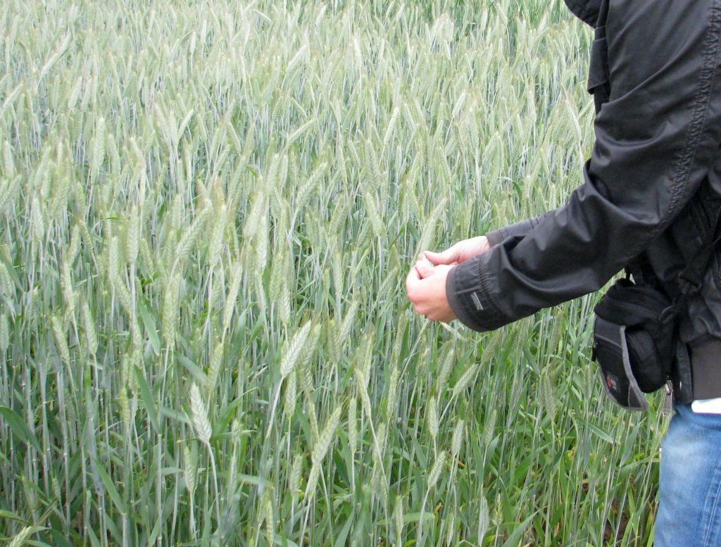 platnośi ekologiczne, dopłaty ekologiczne, rpo, adam bodnar