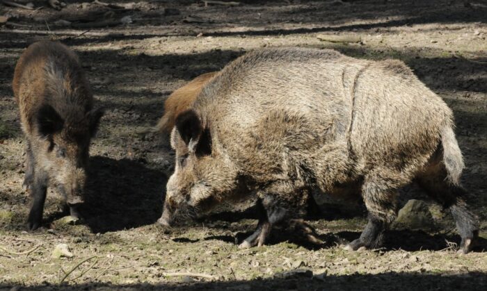 nowelizacja Prawa łowieckiego, nowe Prawo łowieckie, ministerstwo środowiska, myśliwi, polowania