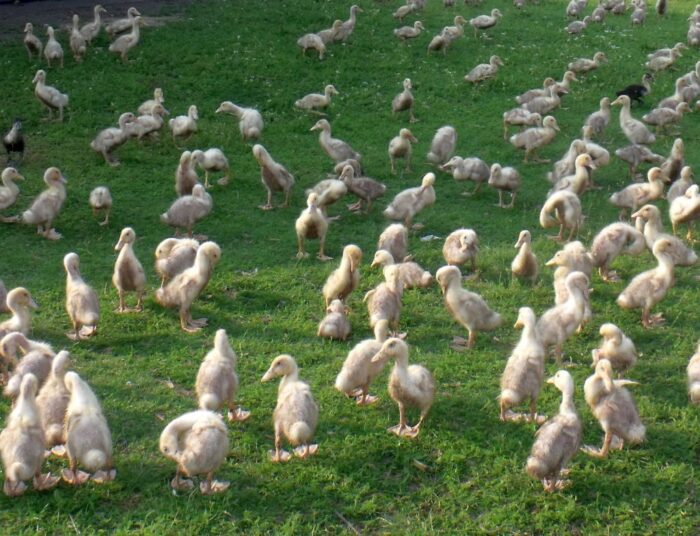 produkcja drobiu, drób, rynek mięsa, spożycie drobiu, ceny drobiu, eksport drobiu