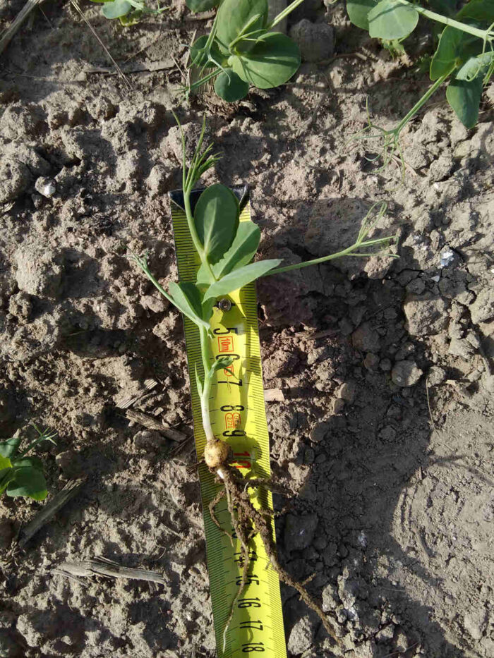 groch siewny, odmiana Audit, głębokość siewu, Szczutowo