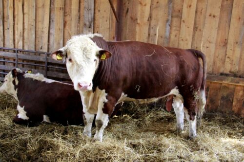 bydło mięsne, rasa hereford, wołowina kulinarna