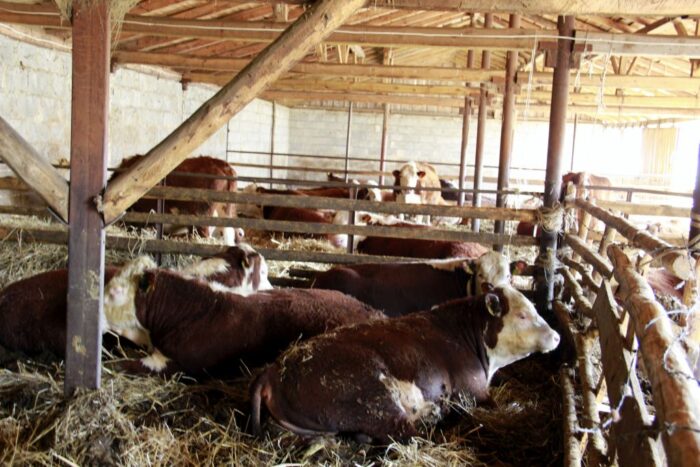 polska wołowina trafi do Maroka