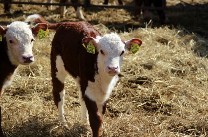 polska wołowina trafi do Maroka