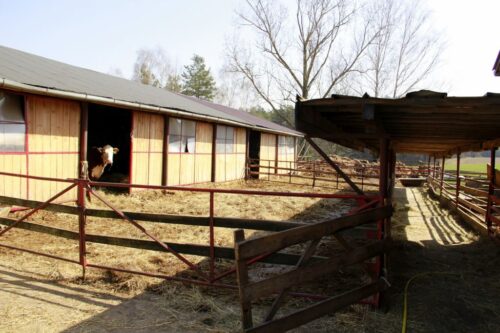 polska wołowina trafi do Maroka