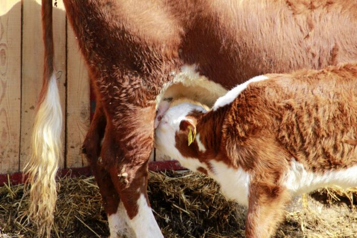 polska wołowina trafi do Maroka