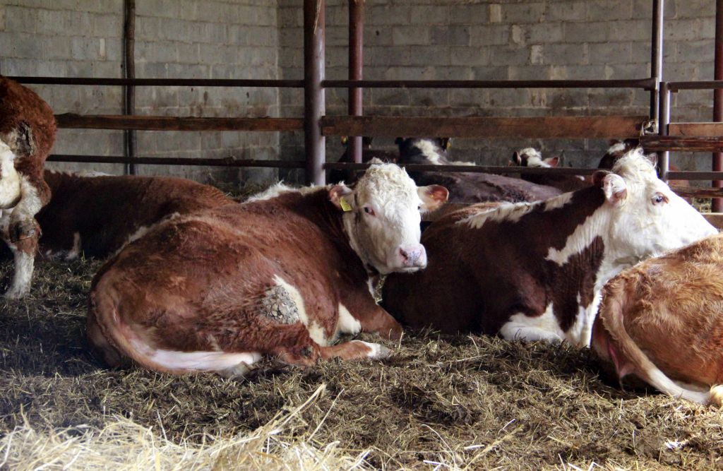 polska wołowina trafi do Maroka