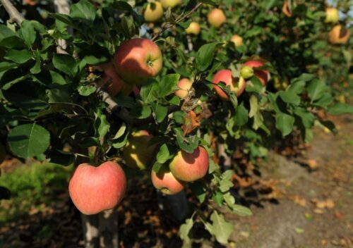 kazachstan, polska, sady, jabłka, jabłonie