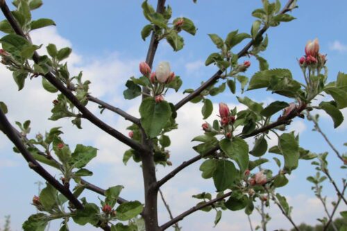 owoce, sad, sadownictwo, przymrozki, biostymulatory, SKS, ostrzeżenie