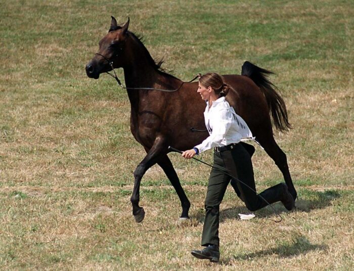 konie, stadnina, Janów Podlaski, ANR, Krzysztof Jurgiel, MRiRW