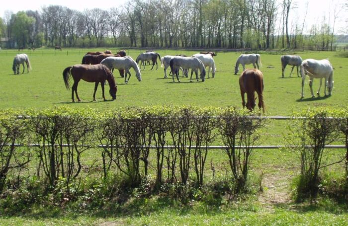 hodowla koni w Polsce, Lech Kołakowski, KOWR, sejmowa komisja rolnictwa