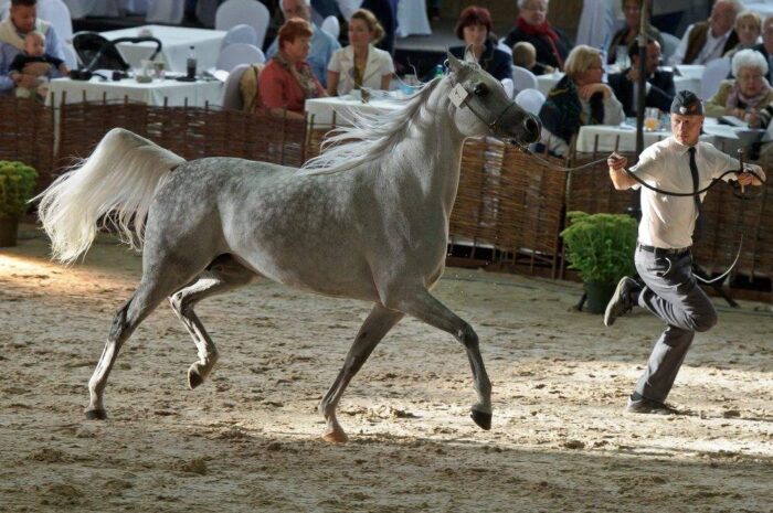 Janó Podlaski, aukcja, konie, araby, Pride of Poland, ANR, umowy