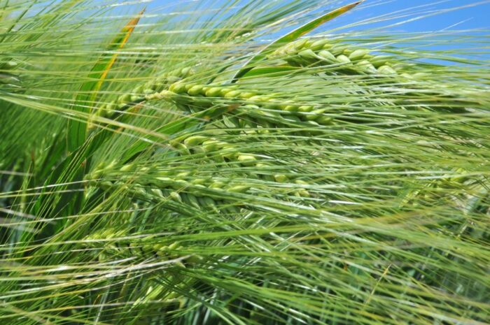 rynek zbóż, produkcja zbóż, zbiory zbóż, zboża, pszenica, kukurydza