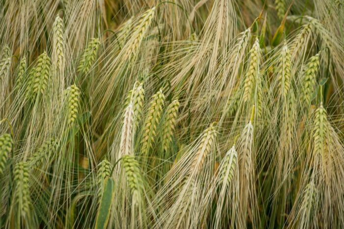 plonowanie pszenicy, plonowanie jęczmienia, zespół monitorujący uprawy MARS