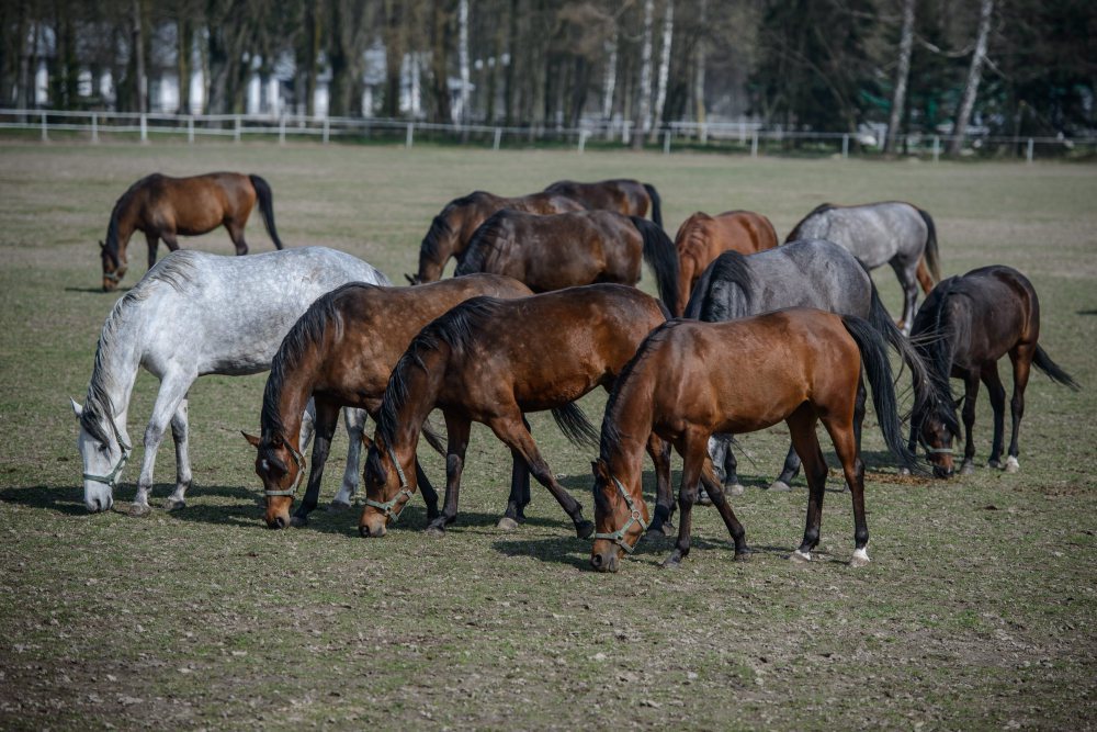 Stadnina koni w Janowie Podlaskim, janów podlaski, koksydiostatyki