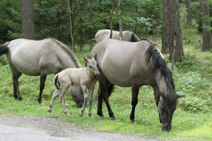 koniki polskie, Roztoczański Park Narodowy, tadeusz grabowski