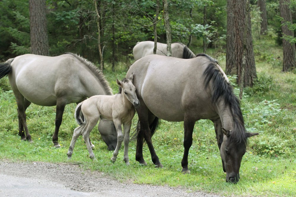 koniki polskie, Roztoczański Park Narodowy, tadeusz grabowski