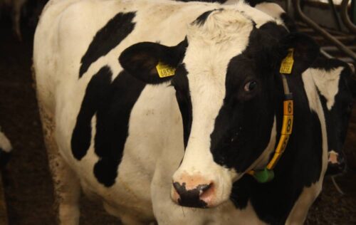 bydło, mleko, bydło mleczne, Chodów, Łowicz, Federacja Związków Pracodawców-Dzierżawców i Właścicieli Rolnych