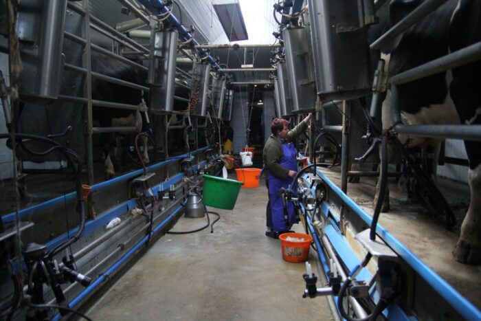 hodowla bydła, Grzegorz Drzewiecki, powiat przasnyski, Mazowsze