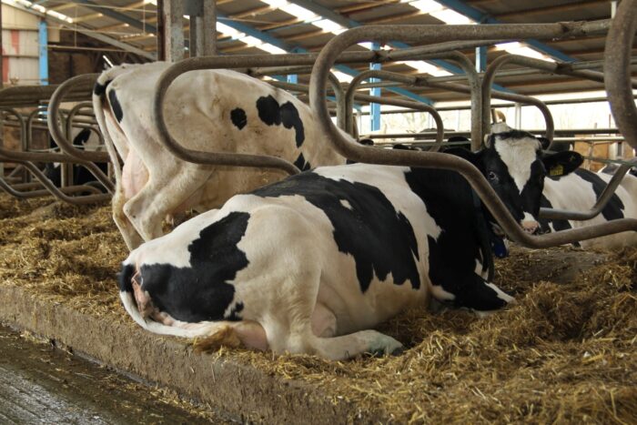 korowy pogłowie obora