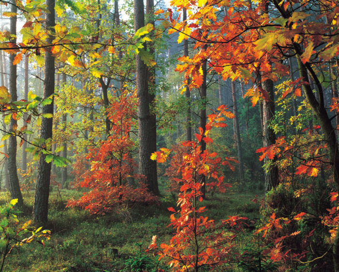 lasy państwowe, pierwokup prywatnych gruntów leśnych, nowela ustawy o lasach