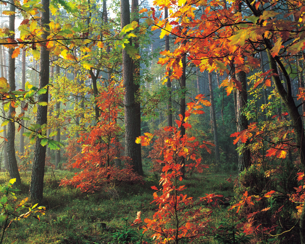 lasy państwowe, pierwokup prywatnych gruntów leśnych, nowela ustawy o lasach