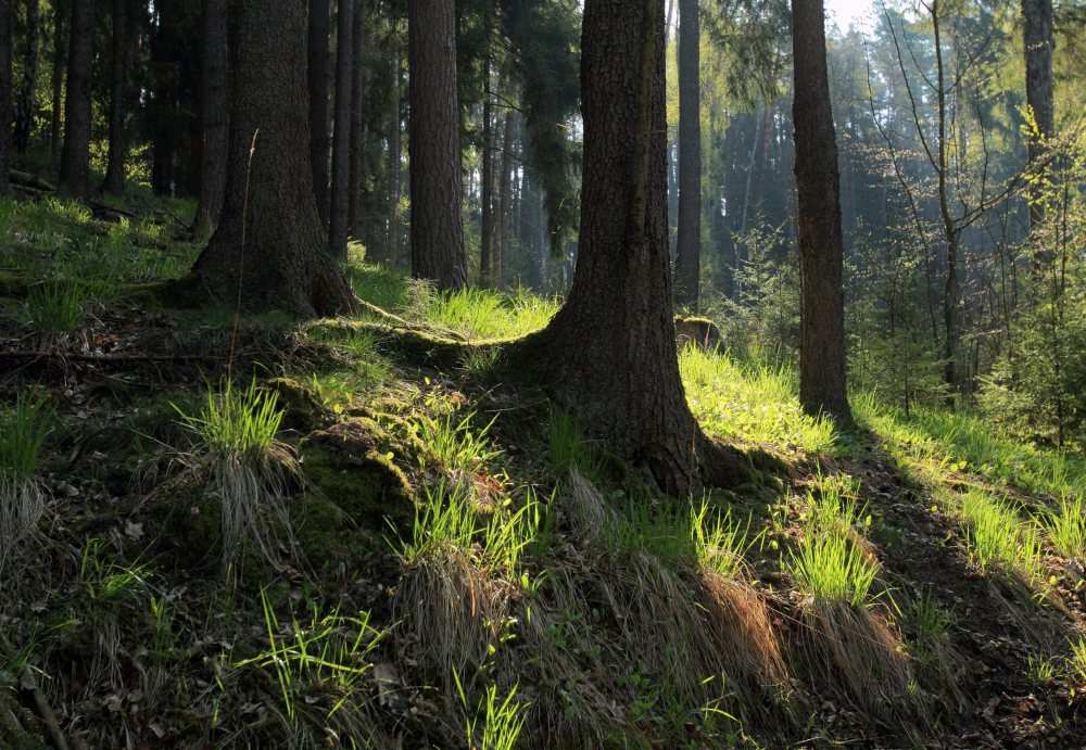 pierwokup prywatnych gruntów leśnych, Lasy Państwowe, senat