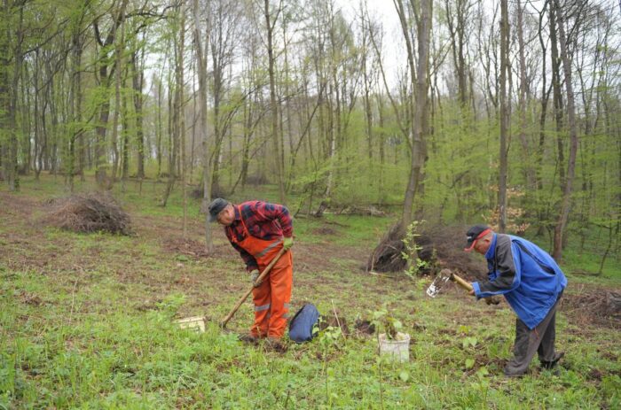 lasy państwowe, lp, Portal e-węgiel, konrad tomaszewski