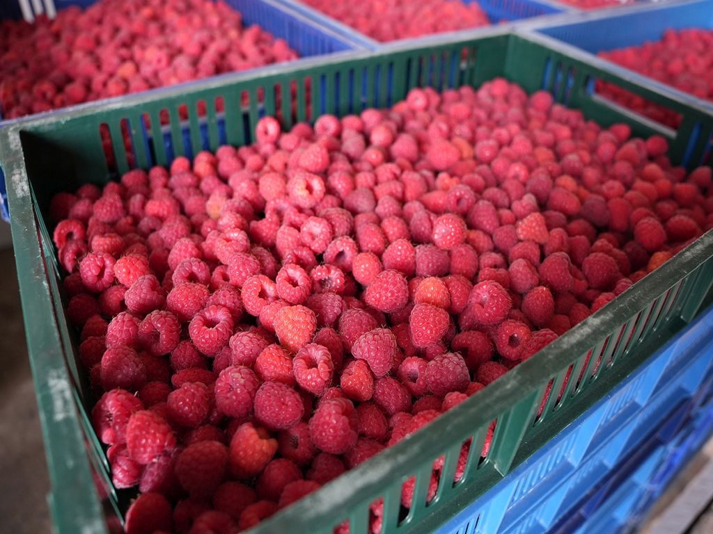 prawo, projekt, rozporządzenie, pomoc, plantatorzy, maliny, import, ukraina