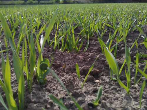 mieszanki zbożowe, uprawa mieszanek zbożowych, IUNG-PIB, gęstość siewu mieszanek zbożowych, bioróżnorodność