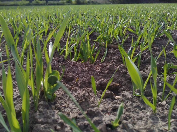 mieszanki zbożowe, uprawa mieszanek zbożowych, IUNG-PIB, gęstość siewu mieszanek zbożowych, bioróżnorodność