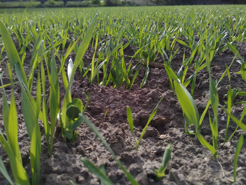 mieszanki zbożowe, uprawa mieszanek zbożowych, IUNG-PIB, gęstość siewu mieszanek zbożowych, bioróżnorodność