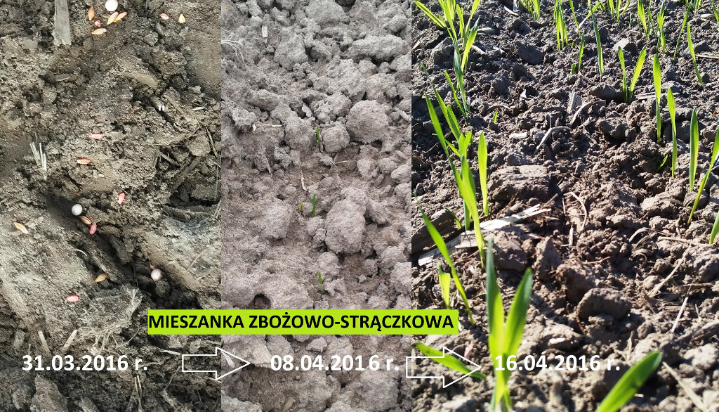 mieszanka zbożowo-strączkowa, zmiany we wzroście, Szczutowo