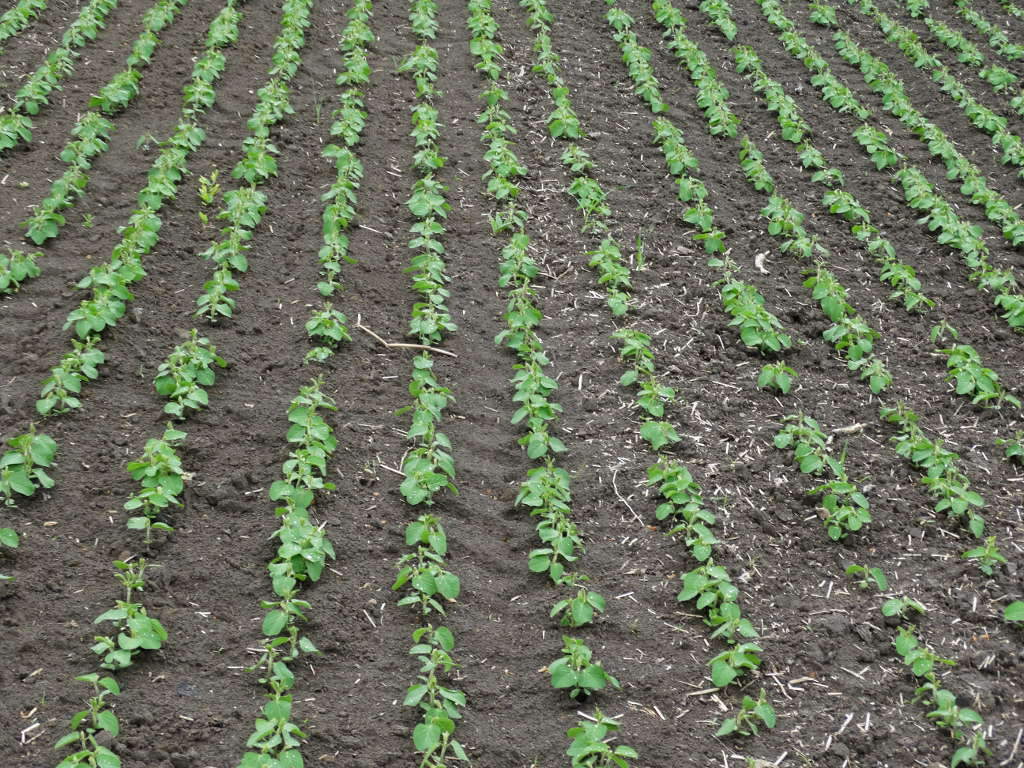 soja, plantacja, rośliny, Sahryń