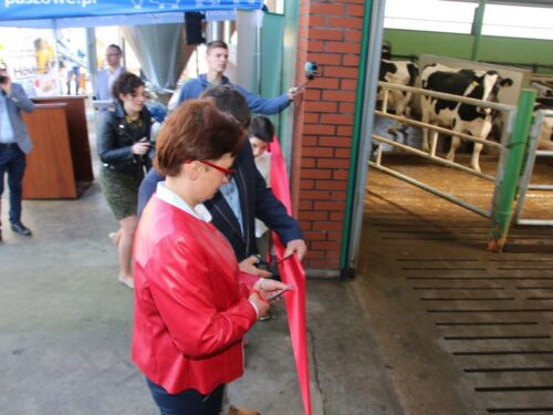 obora modernizacja bydło mleczne